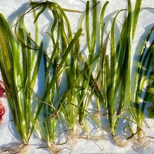 Vallisneria, LIVE Aquarium/Pond plants
12+ plants